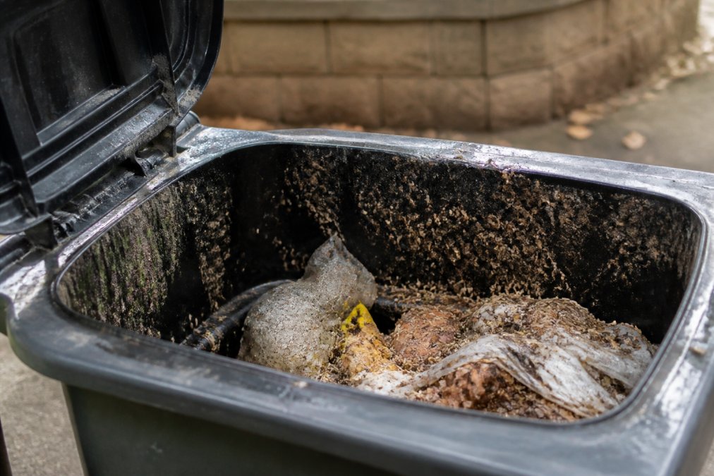 How to Get Rid of Maggots in Trash Can Fast